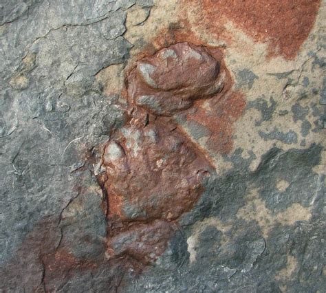 steinkernde die fossilien community sauriern auf der spur