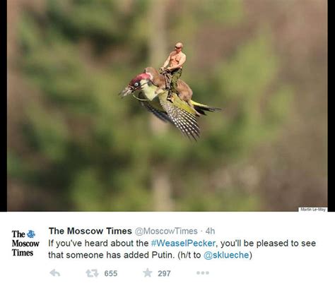 incredible photo shows a weasel riding a woodpecker