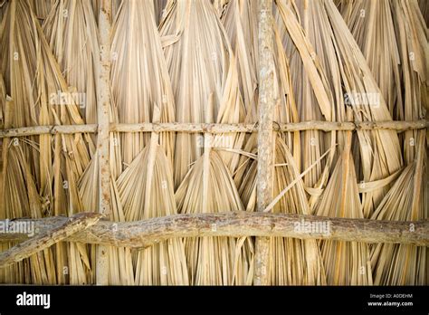 close   dried palm fronds forming roof  beach hut stock photo alamy
