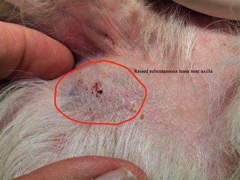 mast cell tumors  dogs
