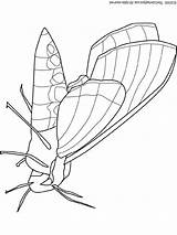 Moth Colouring Schmetterlinge Mite Insectes Robaki Owady Kolorowanki Farfalla Weevil Tiere Animali Dzieci Dla Malvorlage Coloriages Condividi sketch template