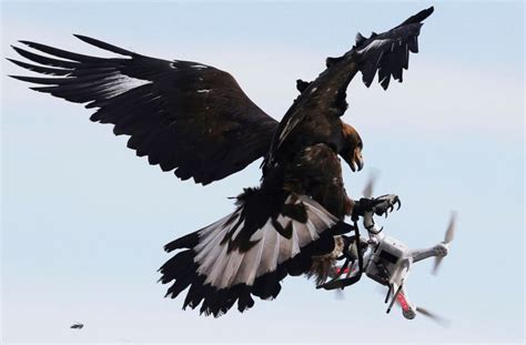 majestic badass   eagles  drones eagles eagle drone