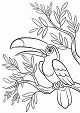 Toucan Coloring Pages раскраски Print Color все из категории Birds sketch template