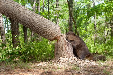 indiana wildlife officials cull destructive beavers demolish dams to