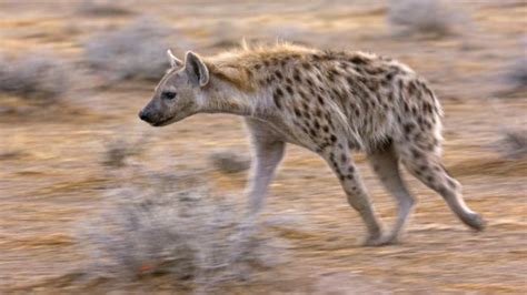 bbc earth the truth about spotted hyenas