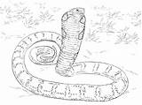 Cobra Coloring Anaconda Pages King Realistic Python Printable Snakes Snake Mamba Drawing Sketch Burmese Print Color Titanoboa Cobras Green Drawings sketch template