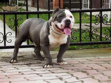 american bully dog breed information images characteristics health