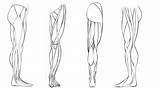 Leg Anatomy Muscles Artists Dynamic Drawing Skillshare Robert sketch template