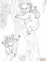 Koala Coloring Pages Koalas Babies Moms Tree Baby Printable Back Kids Bear Eucalyptus Drawing Mother Template Supercoloring sketch template