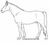 Arabian Coloring Shagya Horse Pages Rearing Horses Printable sketch template