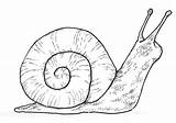 Snail Caracol Escargot Caracoles Dibujo Schnecke Imprimer Vicinus Respire Terrestre Espece sketch template