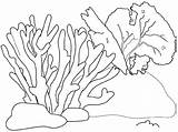 Coral Coloring Pages Printable Drawing Nature Drawings sketch template