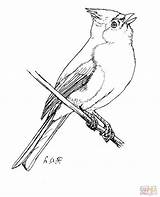 Titmouse Tufted Supercoloring Carbonero Negra Cresta sketch template