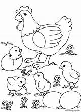 Coloring Chicken Farm Animal Pages Chicks Printable Color Print sketch template
