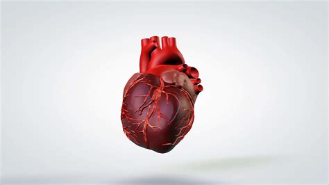 3d animated rotation model human heart motion background storyblocks video