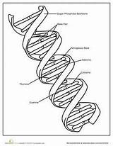 Biology Dna Genetics Masculino Nucleic Physiology sketch template