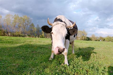 fermele de vaci pe cale de disparitie  romania care sunt motivele