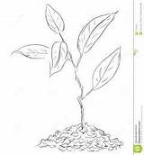 Sprout Coloring Twigs Figure 259px 04kb Illustration Vector sketch template