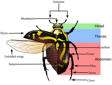 basic insect morphology science literacy and outreach nebraska