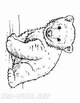 Bear Kodiak Bears sketch template