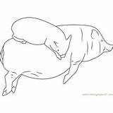 Pig Coloringpages101 sketch template