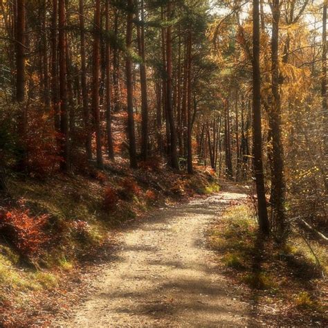 autumn   forest germany herbst im wald deutschland