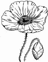 Poppy Drawing Coloring California Realistic Poppies Drawings Flowers Flower Simple Draw Pages Color Tattoo Kidsplaycolor Getdrawings Colouring Kids 1000 Uploaded sketch template