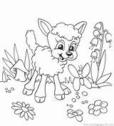 Coloring Lamb Lion Pages Easter Had Boom Chicka Mary Drawing Little Getcolorings Getdrawings Fresh Colorings Color Animal Popular Paintingvalley sketch template