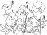 Poppies Remembrance Kolorowanki Maki Bestcoloringpagesforkids sketch template