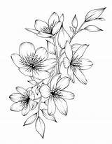 Blumen Skizzen Blume Botanicum 1115 Croquis Coinhaberi Crayon sketch template