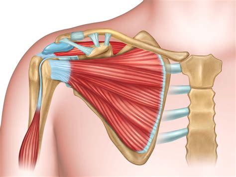 anatomy   human shoulder joint
