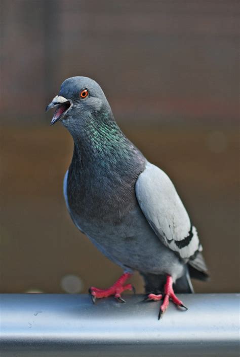 pigeon pictures   images  unsplash