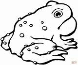 Anfibi Toad Rospo Colorare Disegno Frog Toads Sapo Anfibio Disegnare Bible Rospi Stampa sketch template