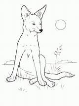 Coyote Coloring Pages Wild Animals Kids Animal sketch template