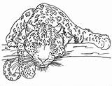 Leopard Coloring Pages Tree Coloringbay sketch template
