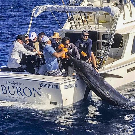 giant blue marlin landed  week  baja bytes report bloodydecks