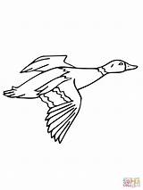 Duck Flying Coloring Drawing Wood Pages Drake Mallard Getcolorings Getdrawings sketch template