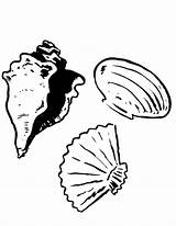 Coloring Conch Pages Shell General Scallop Lee Drawing Getdrawings Getcolorings Dukes Hazzard sketch template
