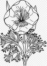 Poppy Wildflower Graphic Pixabay Pluspng Favpng sketch template