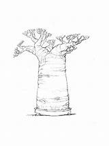 Baobab Tree sketch template