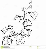 Efeu Vine Edera Vines Creeping Skizze Fiori Branches Gezeichnete Lierre Leaves Vektors Rami Dekor Risultati Schablonen Pesco Colorati Foglie Jungle sketch template