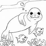 Coloring Seal Leopard Pages Fish Monk Little Two Drawing Snow Simple Getdrawings Kids Printable Getcolorings Print Color sketch template