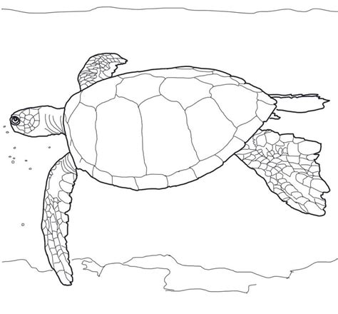 coloring pages turtles printable  kids adults