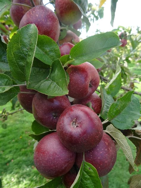 kingston black apple varieties black apple fruit