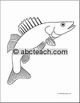 Coloring Walleye Fish Sketch Printable Choose Board Pages sketch template