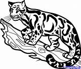 Leopard Clouded Drawing Easy Simple Coloring Clipart Cliparts Drawings Draw Library 1054 06kb Step sketch template