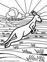 Canguros Canguro Canguru Saltando Kangourou Kangaroo Australien Outback Aboriginal Coloringhome Ausmalbild Wallpaperartdesignhd Tudodesenhos Kangaroos Joeys sketch template