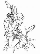 Coloring Pages Flower Lily Lilies Flowers Printable sketch template