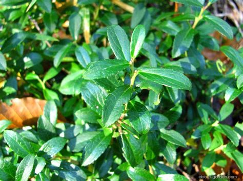 evergreen shrubs plant encyclopedia  gardencom