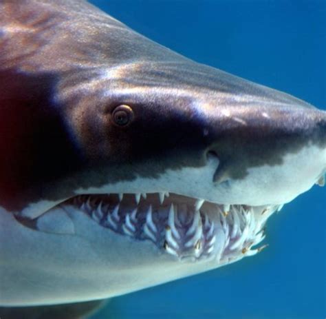 angriffe hai alarm  der kueste australiens welt